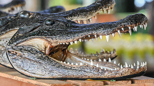 Download a zipped file of promotional materials in the Additional Assets section below.